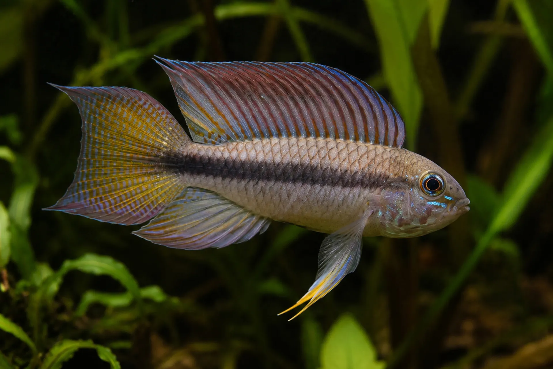 Atabapo-Zwergbuntbarsch, Apistogramma lineata – seitliche Nahaufnahme eines farbenfrohen Männchens mit erhobener Rückenflosse vor Aquarium-Pflanzen; seltener Höhlenbrüter aus schwarzem Wasser, ideal für weiches, saures Becken