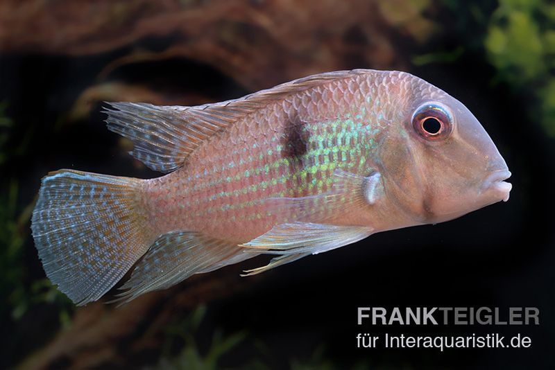 Dacrya-Sattelfleckenbuntbarsch, Guianacara dacrya / Geophagus dacrya