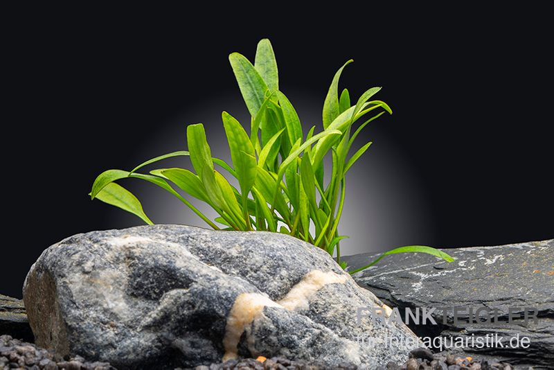 Nevillii-Wasserkelch, Cryptocoryne x willisii "Nevillii", im Topf