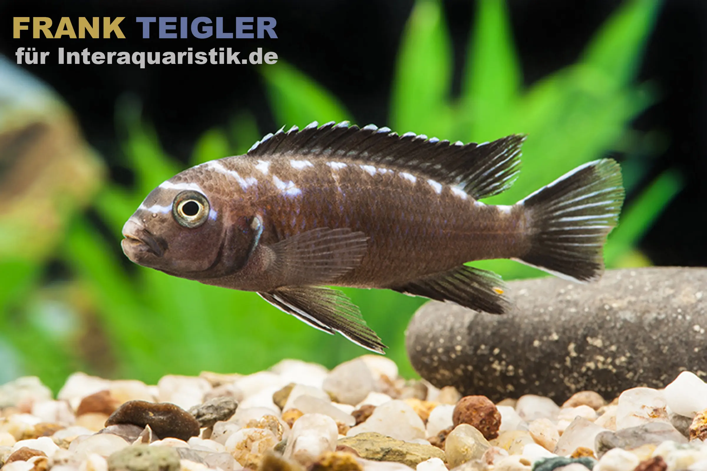 Neonfleck-Elongatus, Pseudotropheus elongatus "Neon Spot"