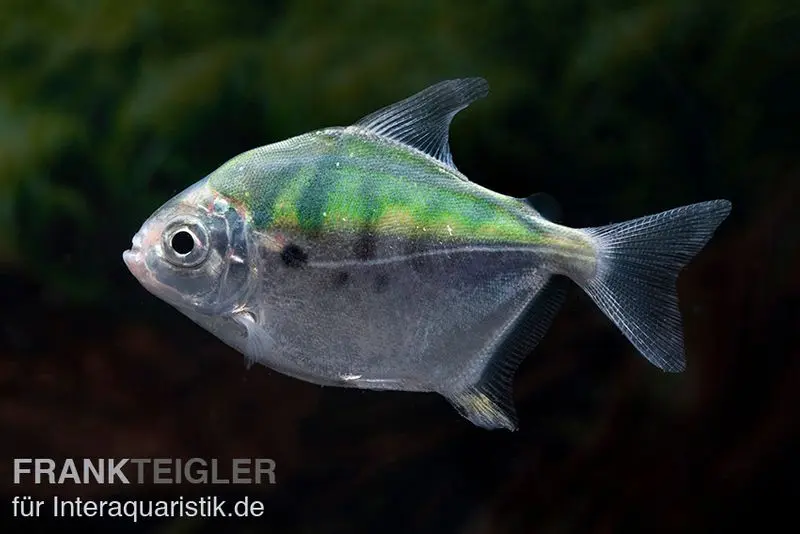 Mühlsteinsalmler, Myleus setiger