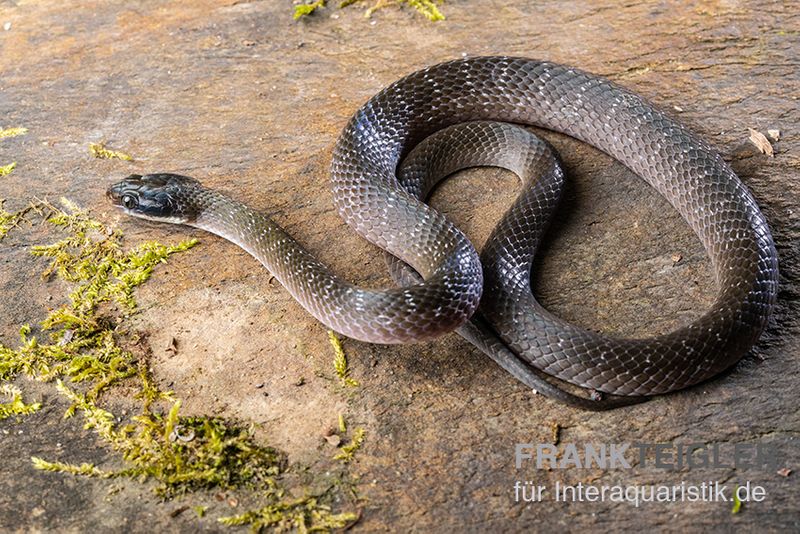 Herald-Schlange, Crotaphopeltis hotamboeia