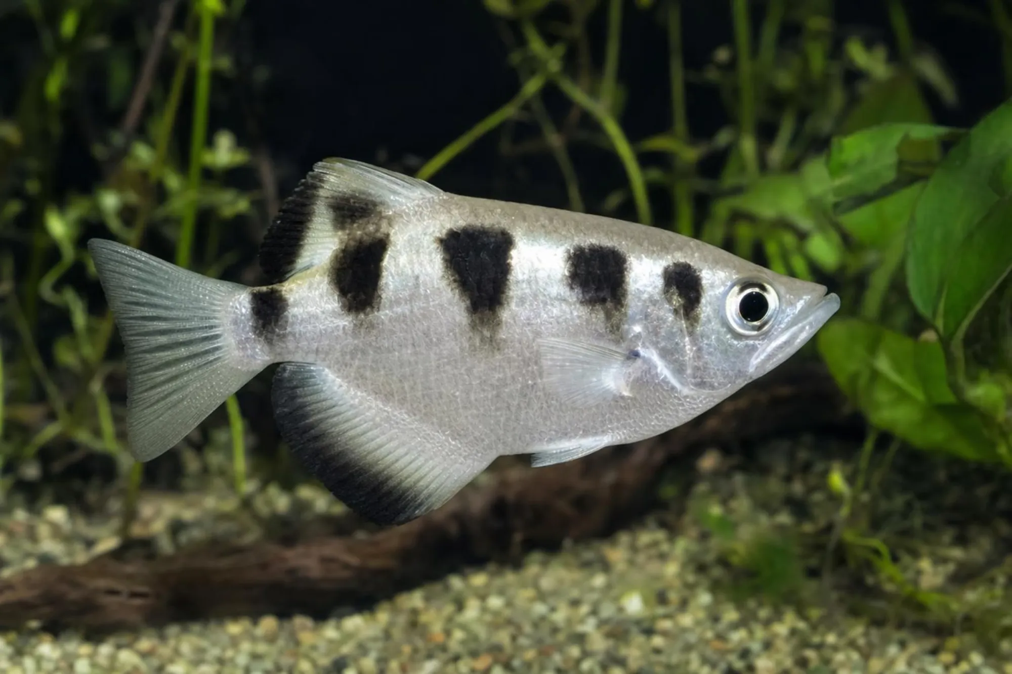 Schützenfisch, Toxotes jaculatrix