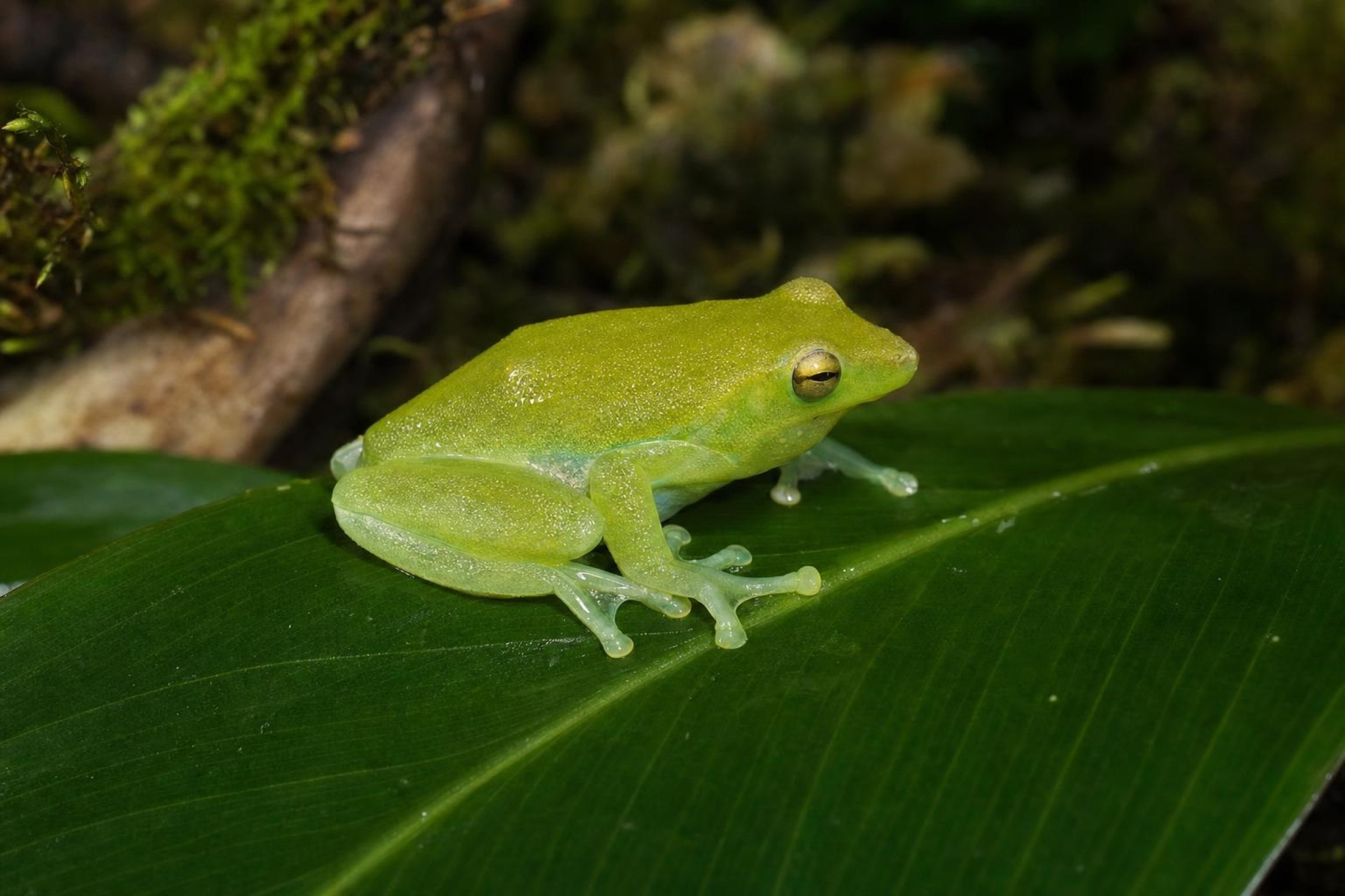 Orinoko-Limettenlaubfrosch, Sphaenorhynchus lacteus