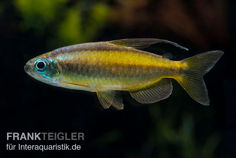 Goldener Kongosalmler, Phenacogrammus aurantiacus