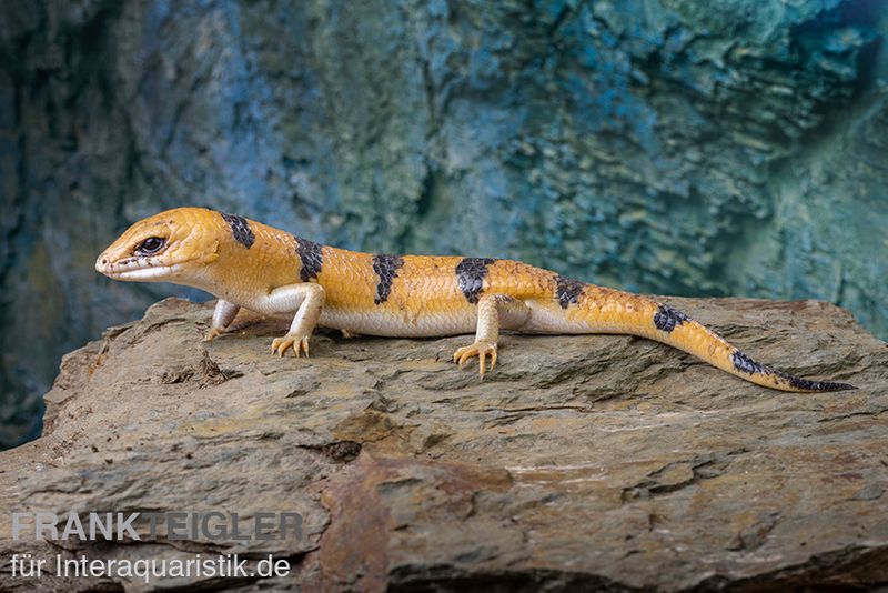 Tunesischer Nachtskink, Scincopus fasciatus