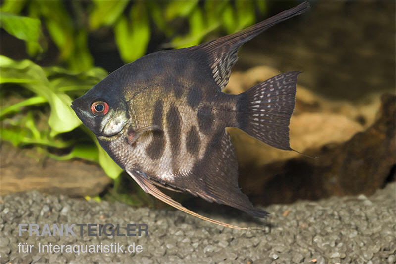 Rauch-Zebra-Skalar, Pterophyllum scalare Zebra Smoke, DNZ