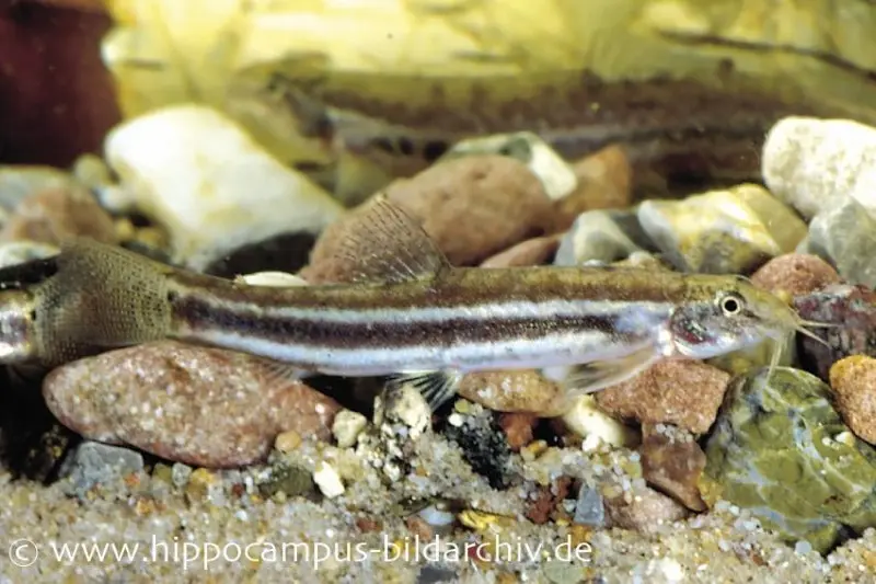 Leopardschmerle, Acanthocobitis botia, 4-6 cm