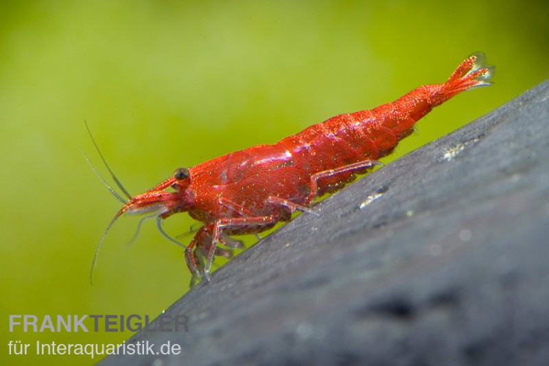 Sakura Red Garnele, Neocaridina davidi