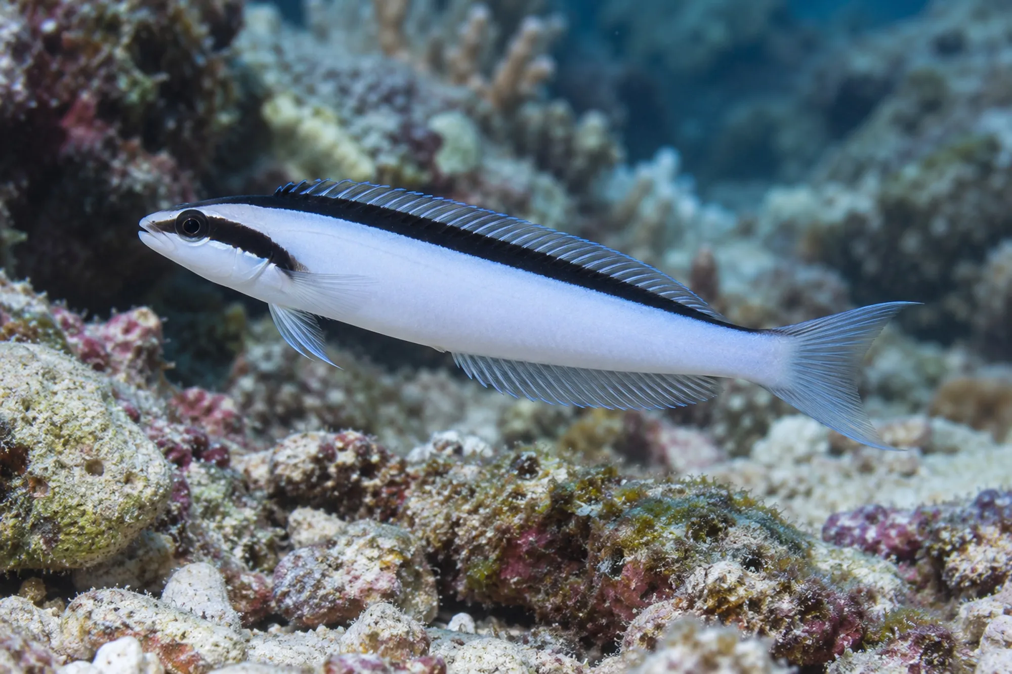 Smith's Disco Blenny, Meiacanthus smithi