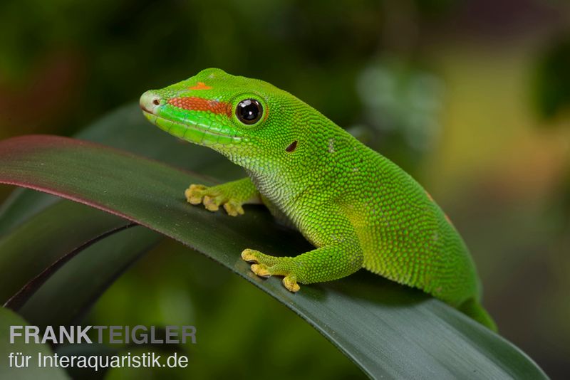 Grosser Madagaskar Taggecko, Phelsuma mad. grandis DNZ