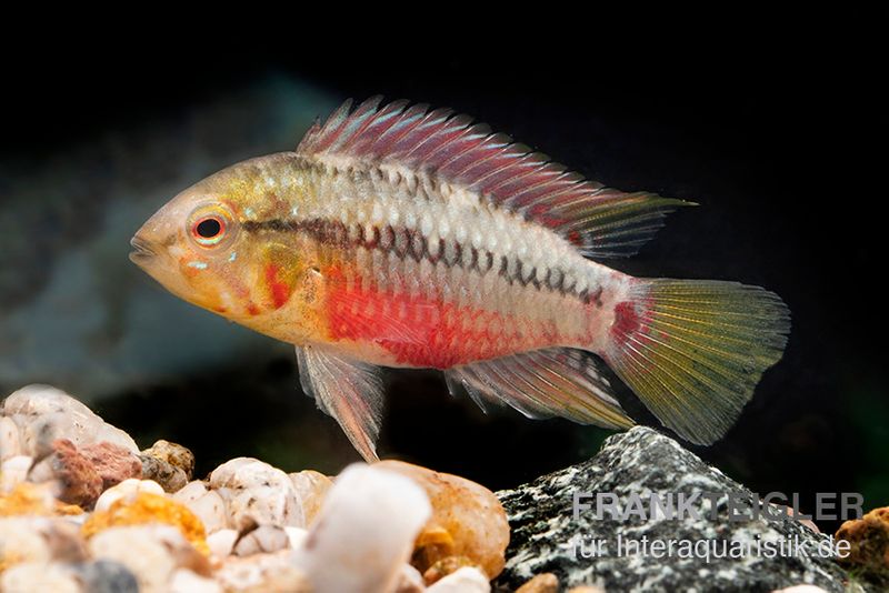 Rotstrich-Zwergbuntbarsch rot, Apistogramma hongsloi rot, paarweise