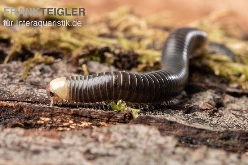 Gelbkopf Tausendfüßer, Spirobolus sp. "Yellow Head"