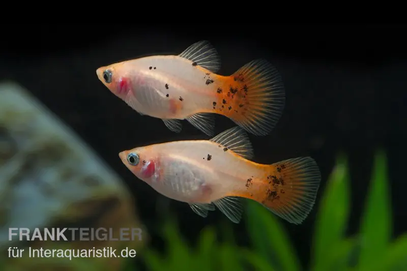 Platy silber-pink, Xiphophorus maculatus