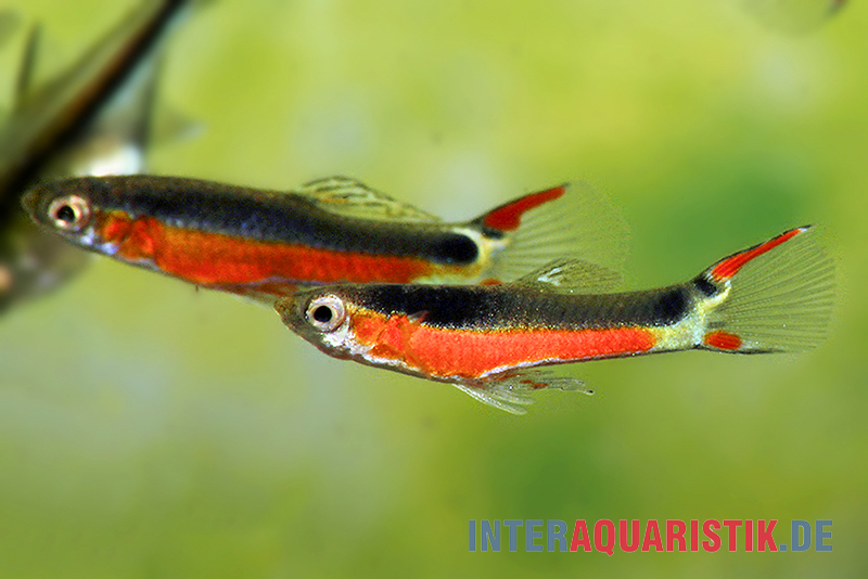 Endler Guppy "Santa Maria Bleeding Heart"