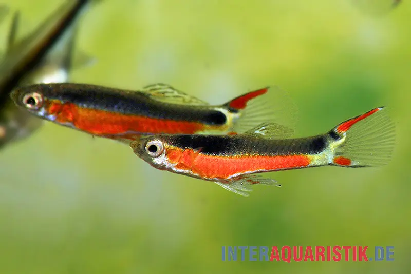 Endler Guppy "Super Red", Poecilia wingei, DNZ, paarweise