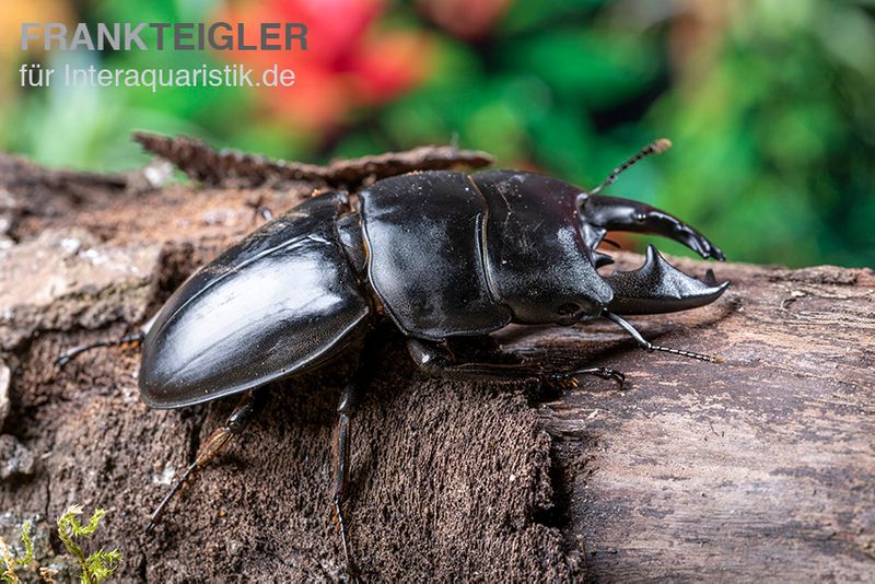 Hirschkäfer, Dorcus alcides, männlich