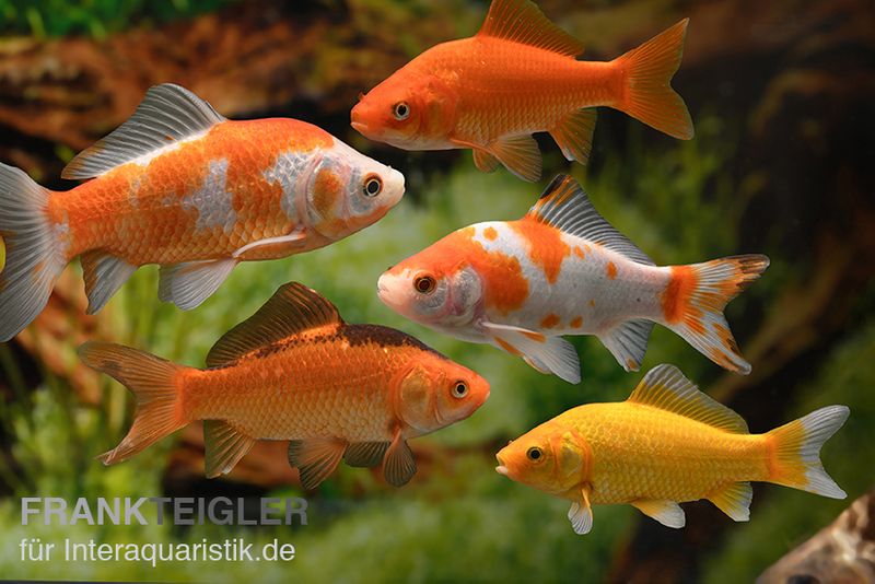 5x Goldfisch im Mix, Carassius auratus (Kaltwasser)