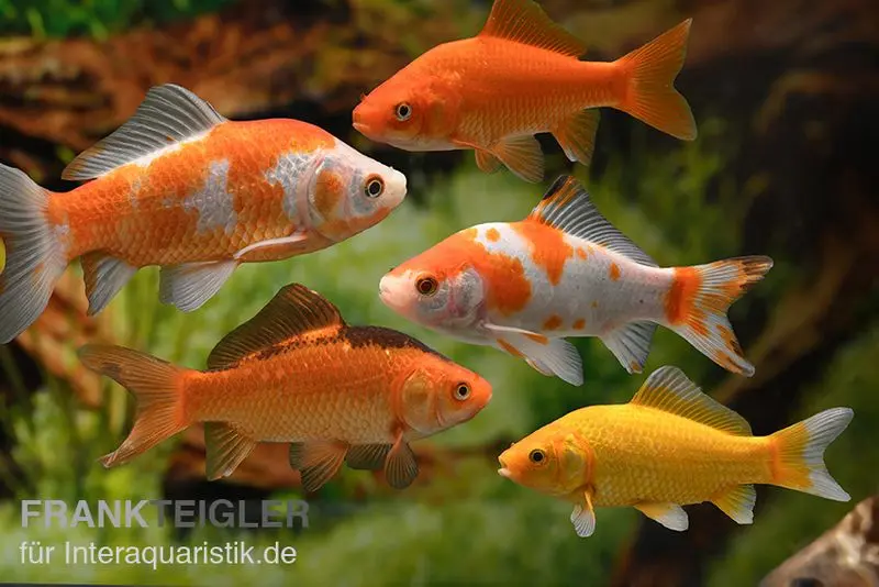 Teichfische online kaufen Fische für den Gartenteich
