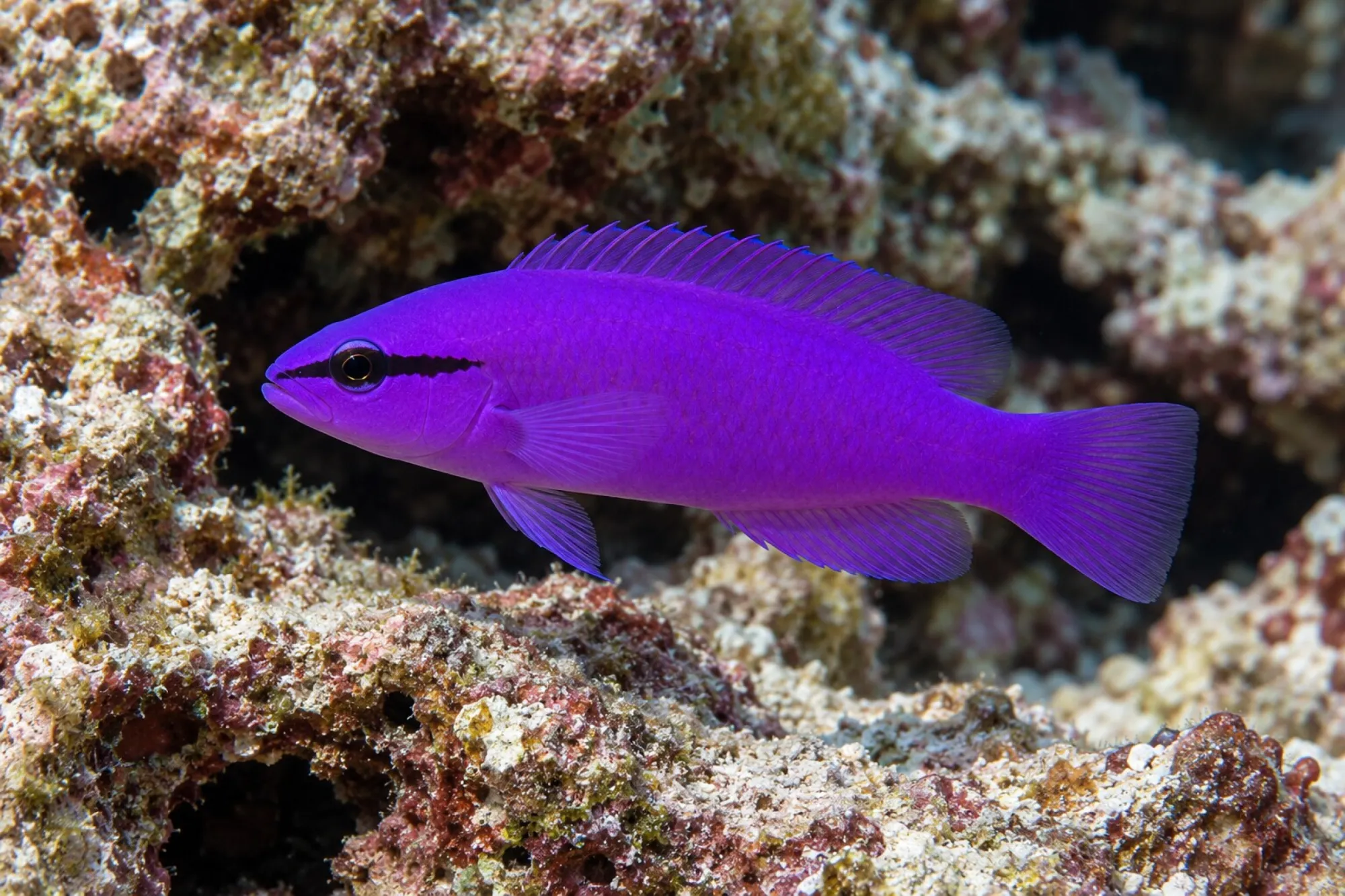 König-Salomon-Zwergbarsch, Nachzucht, Pseudochromis fridmani