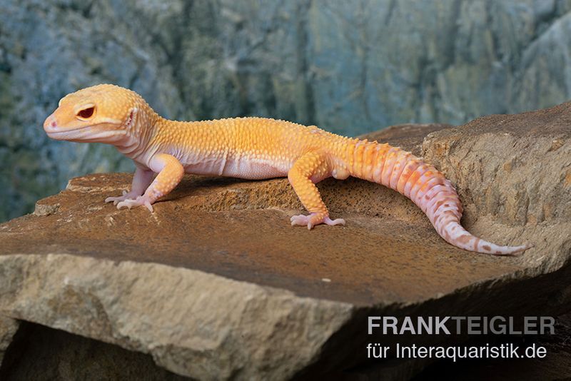 Leopardgecko, Eublepharis macularius, TANGERINE ECLIPSE