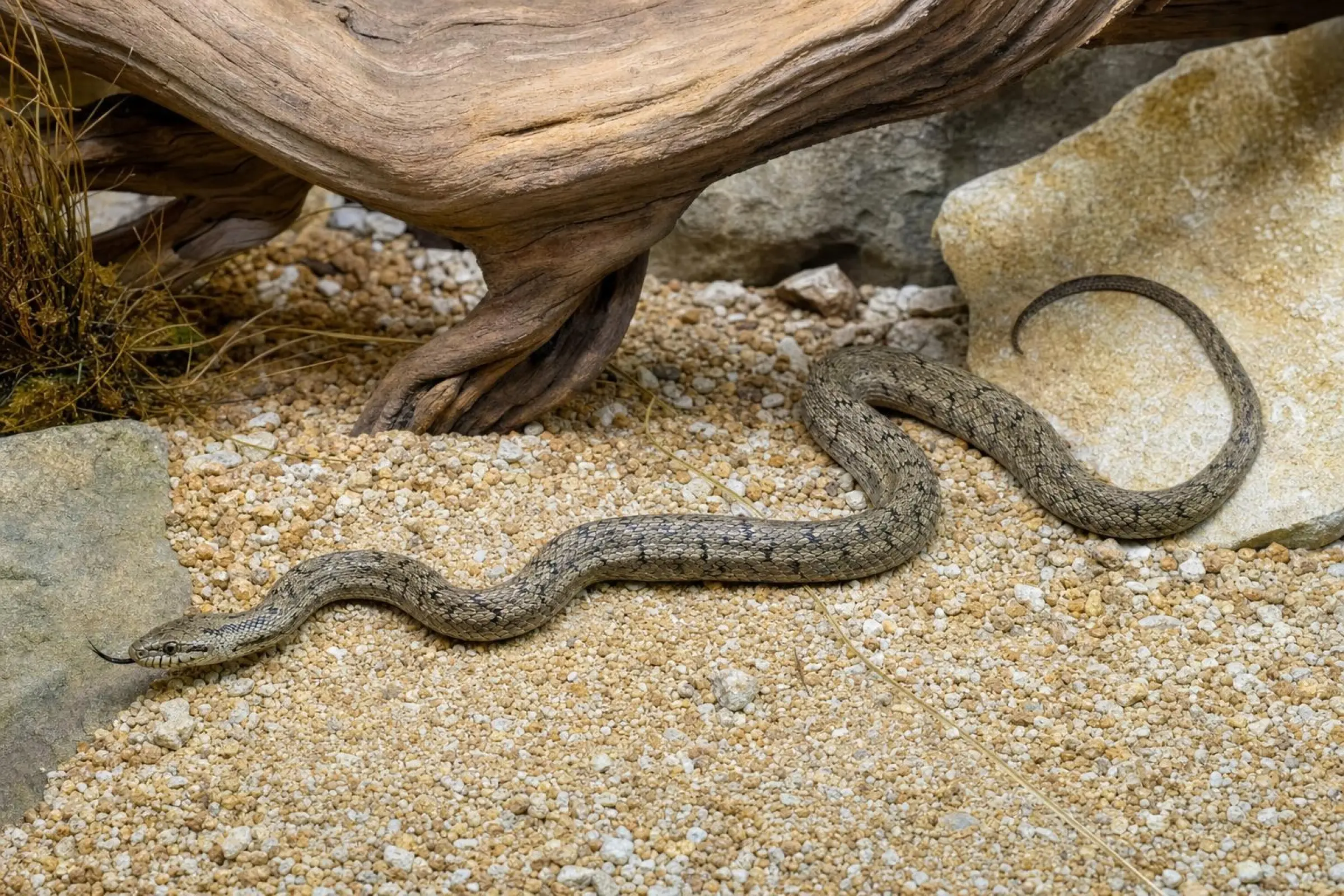Steppennatter, Elaphe dione