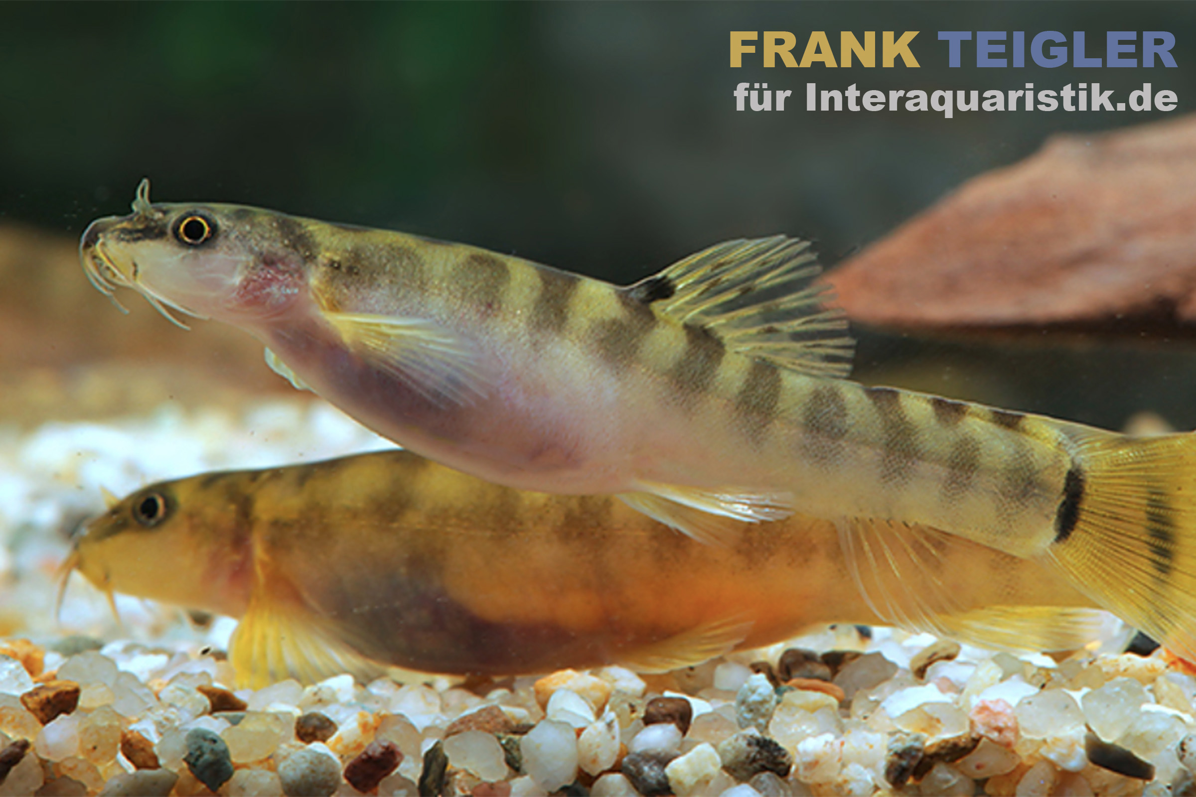 Geringelte Bergschmerle, Schistura notostigma