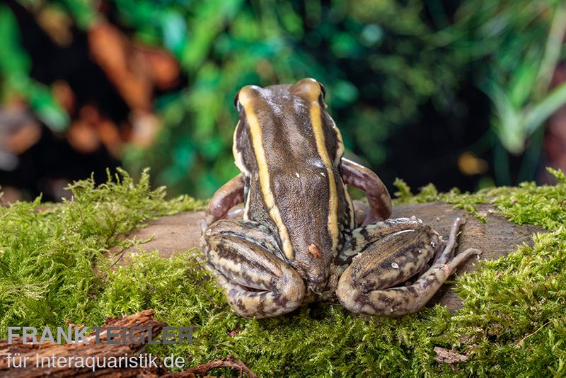 Galam Weißlippen-Frosch, Amnirana galamensis