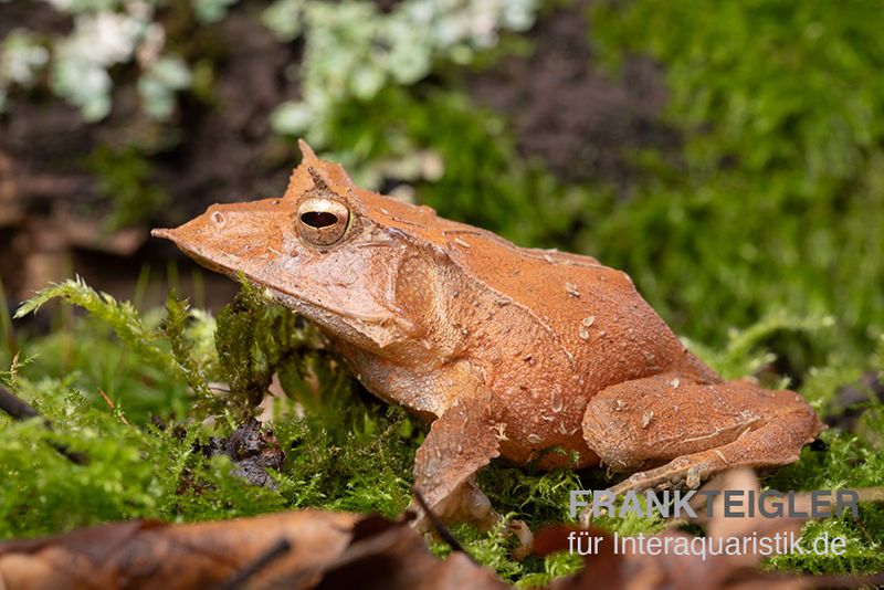 Salomonen-Zipfelfrosch, Ceratobatrachus guentheri