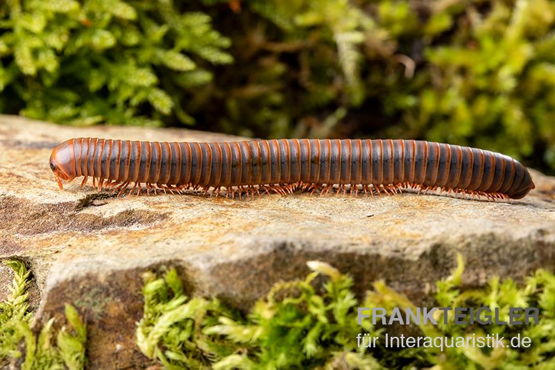 Oranger Piphun-Tausendfüßer, Spirobolus sp. “Orange Piphun”, Jungtier DNZ