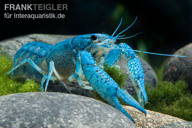 Blauer Floridakrebs, Procambarus alleni, Ohne Geschlechtsauswahl