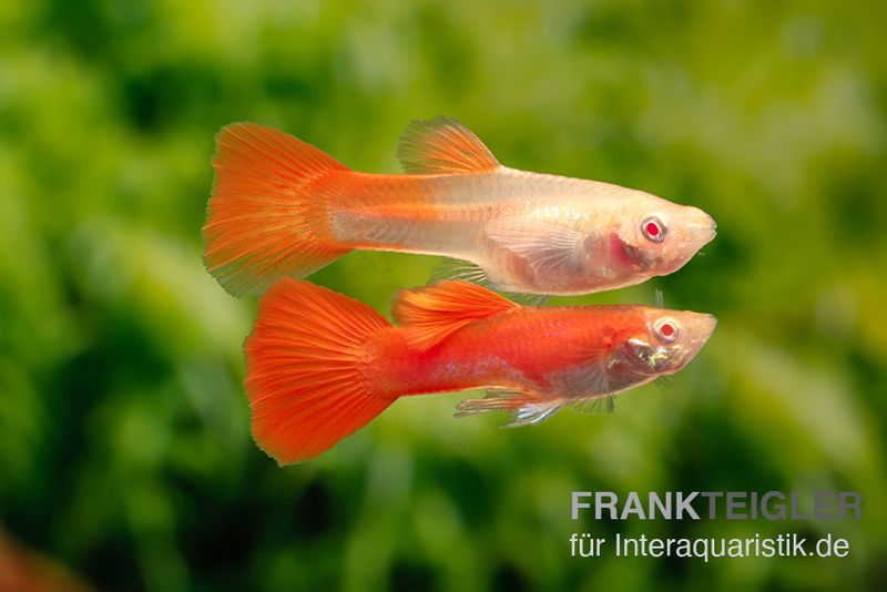 Albino Full Red Guppy, Poecilia reticulata, Männchen