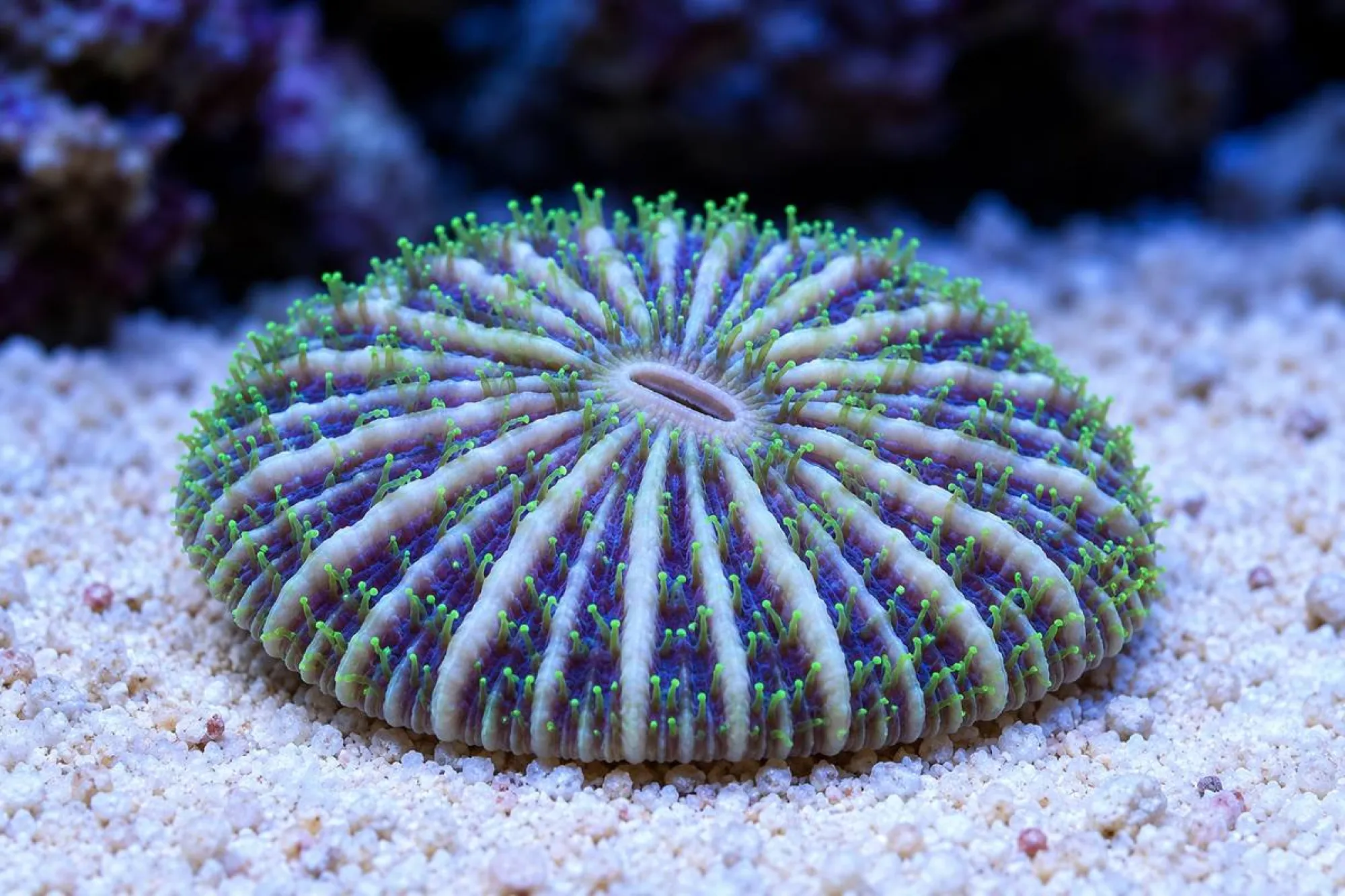 Pilzkoralle „Tricolor“ (Nachzucht), Fungia fungites, Größe S