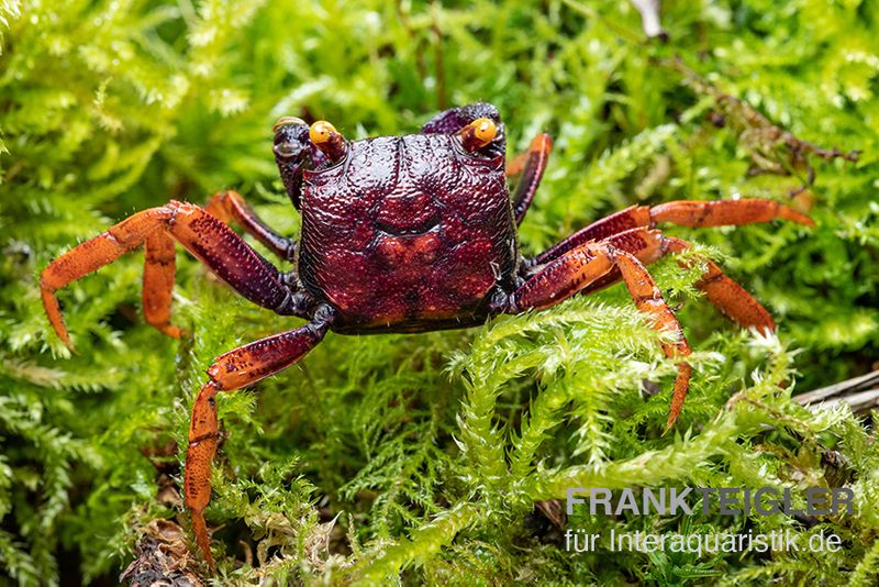 Daredevil-Vampirkrabbe, Geosesarma sp. "Daredevil", Zufällig ausgewählt