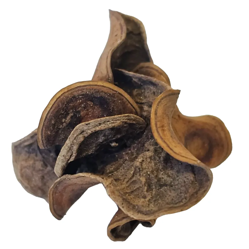 Hobby Jungle Star Flowers: getrocknete Sterculia-Fruchthülsen, sternförmig, 25 Stück – natürliche Verstecke für Garnelen und Jungfische; geben Tannine und Huminstoffe ab für Schwarzwasser-Biotop