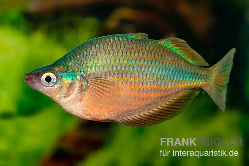 Dorityi-Regenbogenfisch, Glossolepis dorityi, 5-7 cm