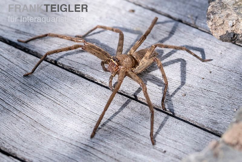 Riesenkrabbenspinne, Heteropoda venatoria