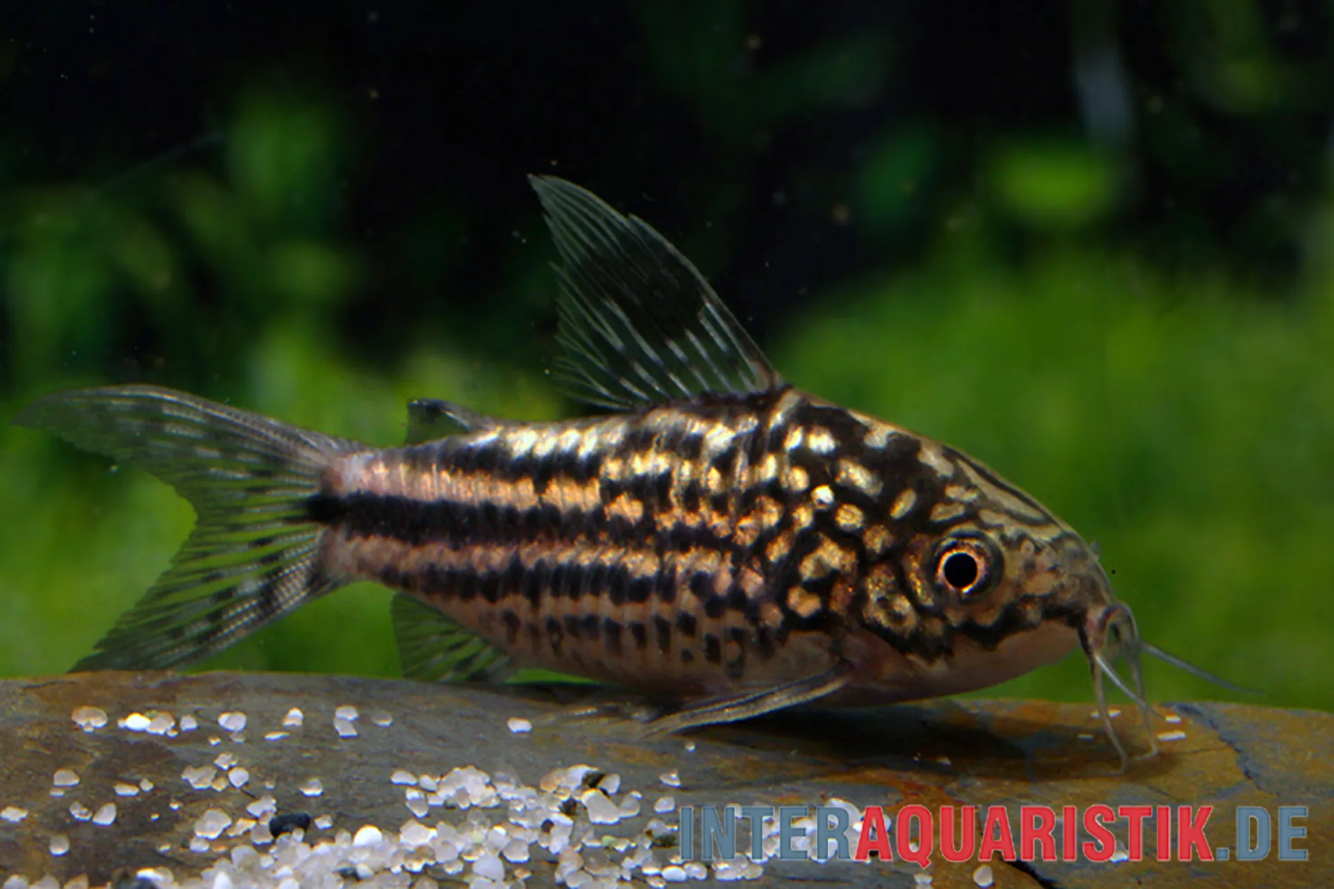 Seitliche Nahaufnahme eines Corydoras-Panzerwelses (gestreift/gefleckt) im Aquarium vor grünem Hintergrund, deutlich sichtbare Flossen und Körperzeichnung