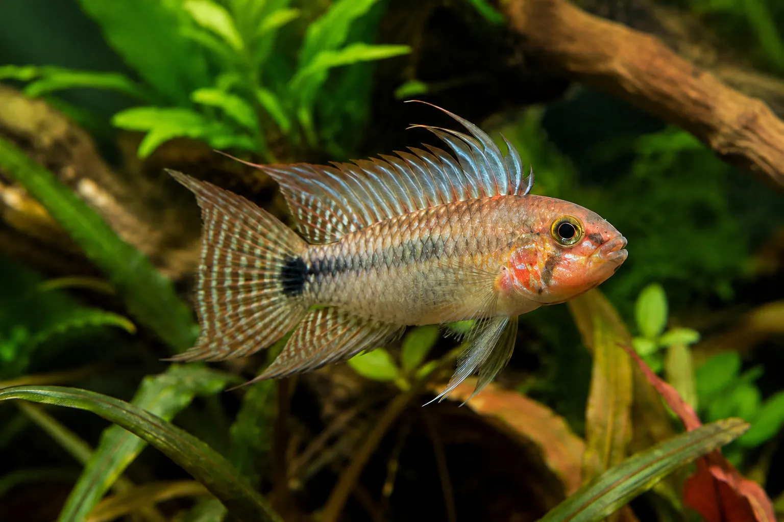 Seitliche Aufnahme eines Masken-Zwergbuntbarschs (Apistogramma personata) im Aquarium, Männchen mit markanter Rückenflosse und Musterung, vor Laub und Wurzeln; seltene Höhlenbrüter für weiches, strukturiertes Becken
