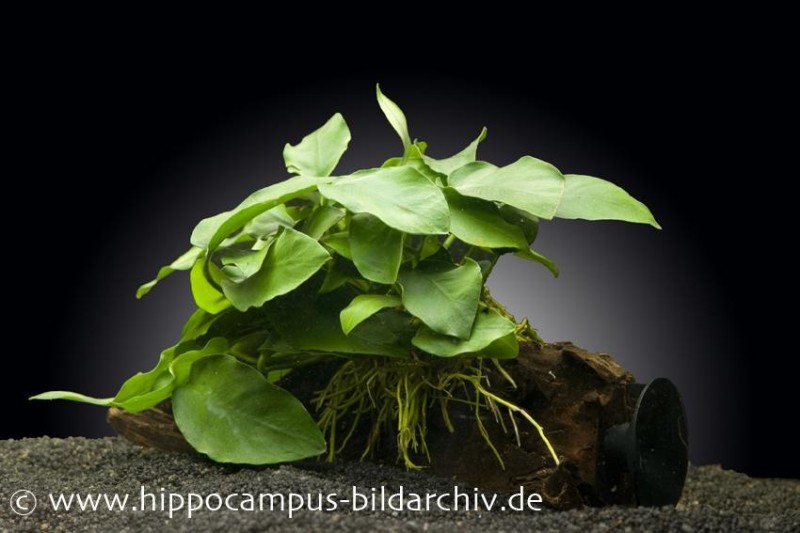 Anubias nana auf Wurzel mit Sauger, ca. 12-18 cm