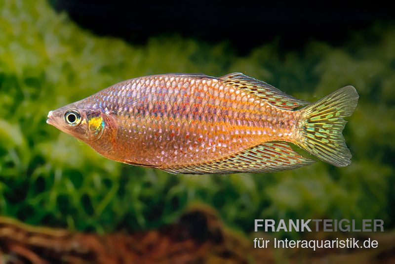 Rawa-Biru-Regenbogenfisch, Melanotaenia cf. splendida rubrostriata "Rawa Biru" , 5 Tiere