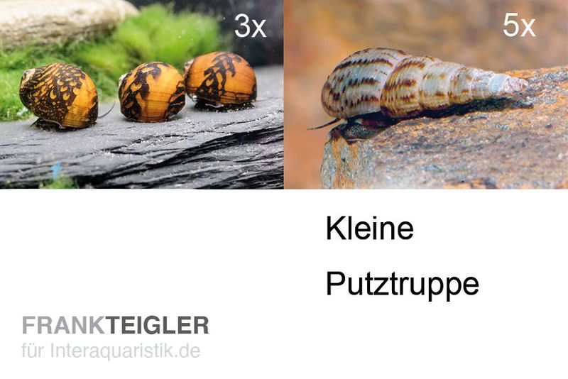 Kleine Putz-Truppe: 3x Rennschnecke + 5x Turmdeckelschnecke