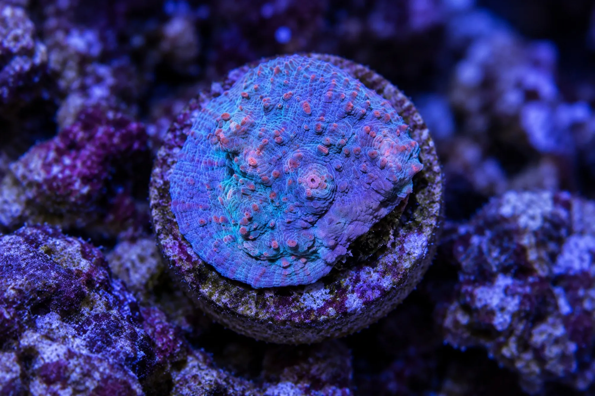 Kelchkoralle „Water and Lava“ (Nachzucht), Echinophyllia spec., Größe S–M