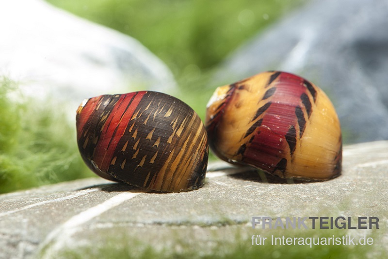 Bunte Rennschnecke, Neritina waigiensis