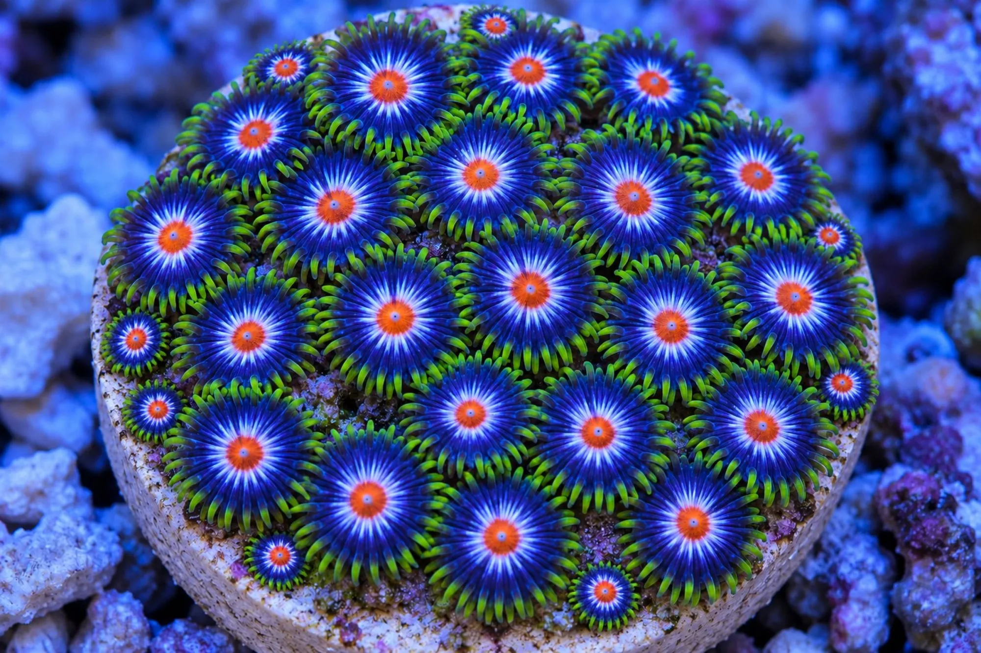 Krustenanemone „Stargazers“ (Nachzucht), Zoanthus spec., ca. 10 Polypen