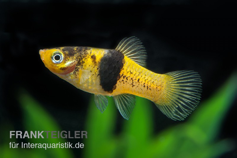 Hummel Platy, Xiphophorus maculatus