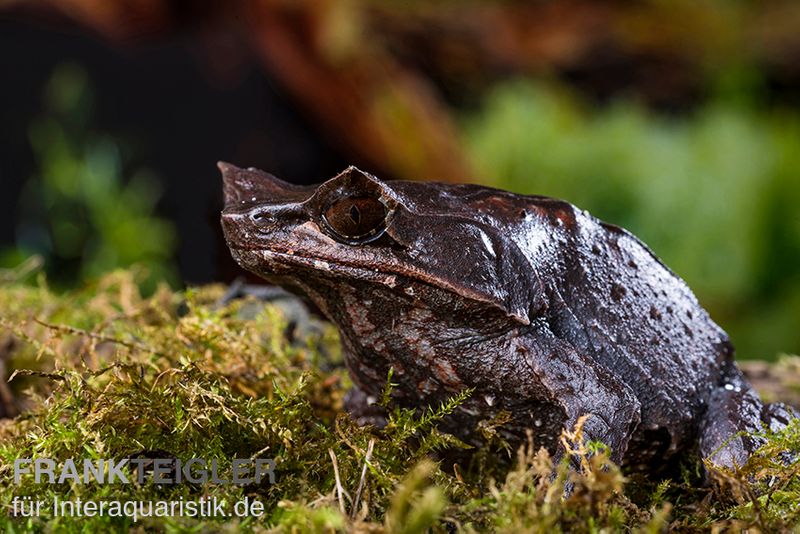 Java Zipfelfrosch, Megophrys montana