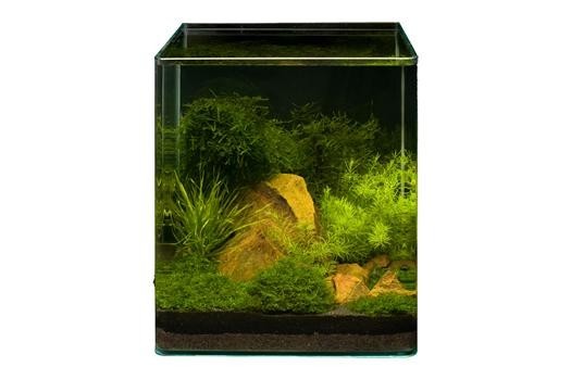 Pflanzensortiment Bamboo Cube für 30 l Nano-Aquarium, Aquarienpflanzen-Set