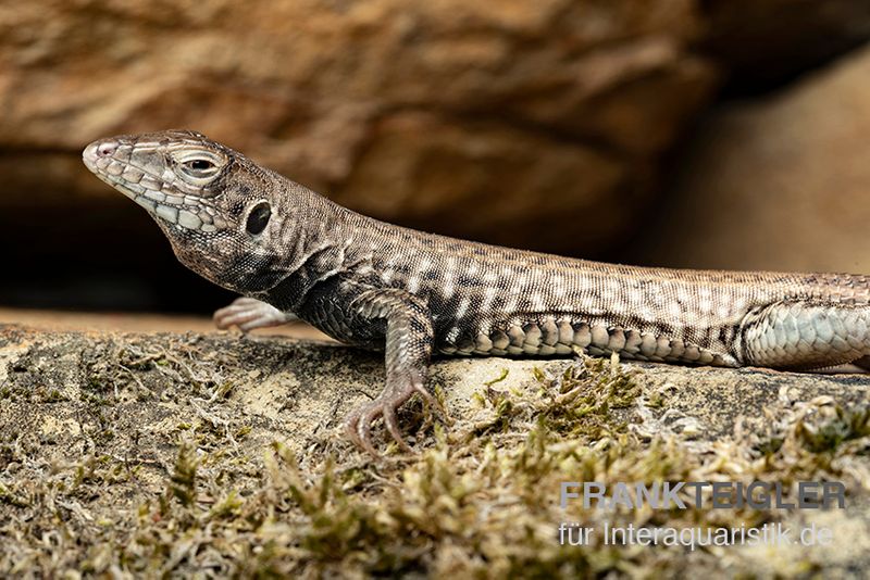 Westliche Rennechse, Aspidoscelis tigris