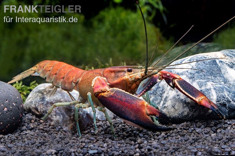 Roter Papuakrebs, Cherax boesemani (Cherax Red Brick), Zufällig ausgewählt